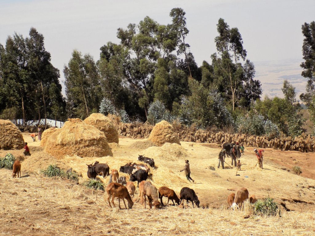This photo shows cattle grazing amongst the haystacks in an Ethiopian village.