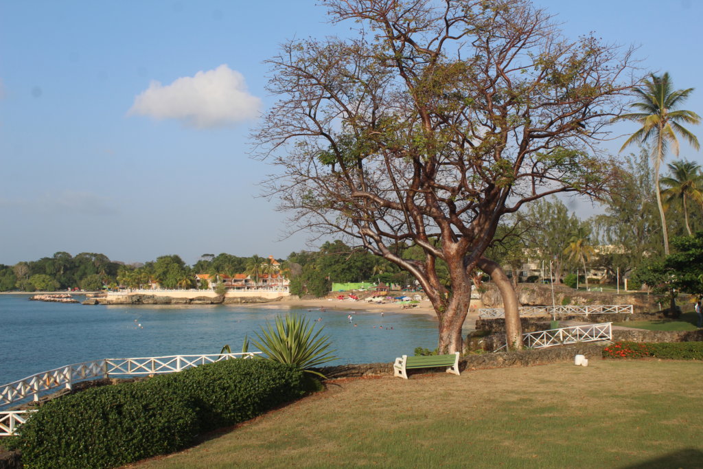 This photo shows a large tree in the grounds of Crown Point Beach Hotel with Store Bay in the background