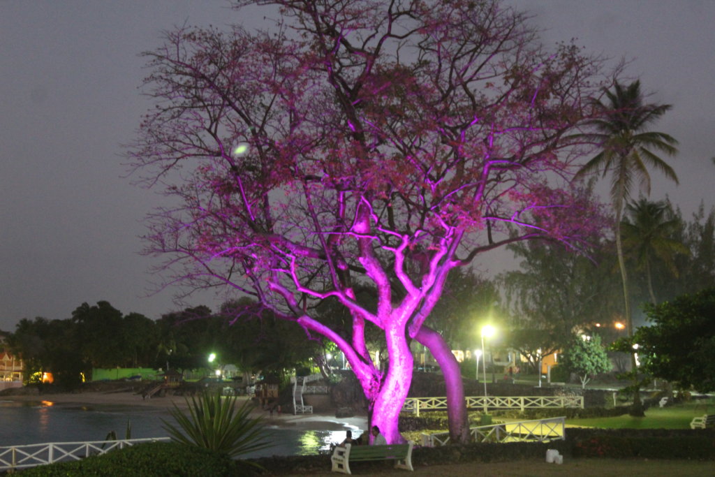 This photo shows a large tree cleverly illuminated to make the trunk and branches look purple.